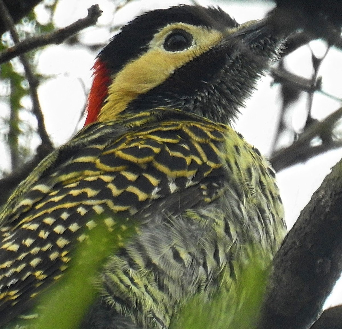 Green-barred Woodpecker - ML620788389