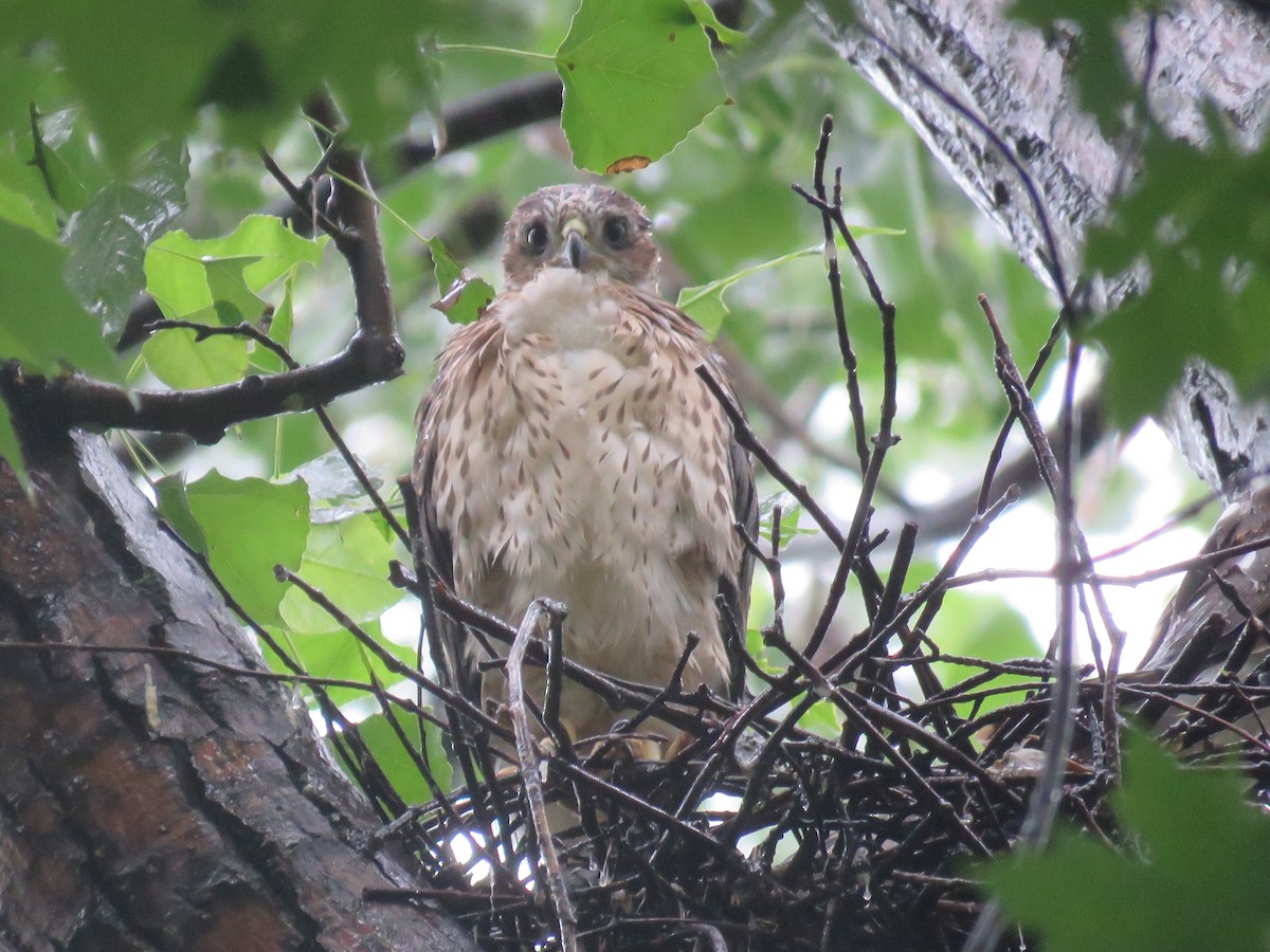 Cooper's Hawk - ML620788394