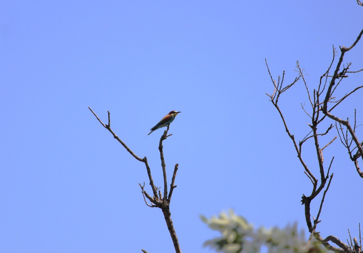 European Bee-eater - ML620788397