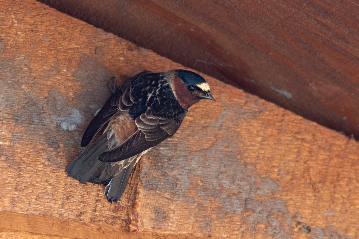 Cliff Swallow - Justin Saunders