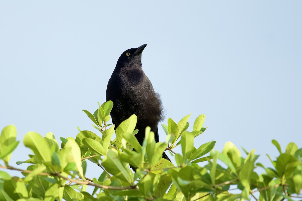 Carib Grackle - ML620788406