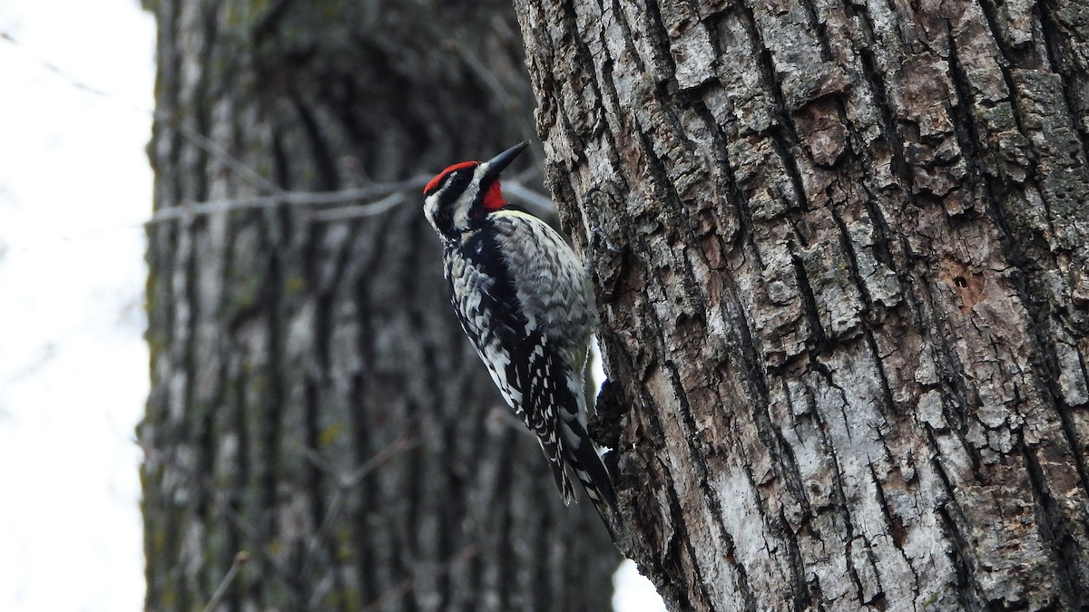 Yellow-bellied Sapsucker - ML620788415