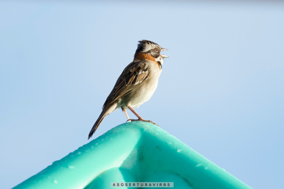 Rufous-collared Sparrow - Asociacion Aviturismo RB Sumaco