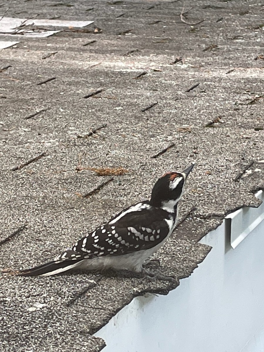 Hairy Woodpecker - ML620788419