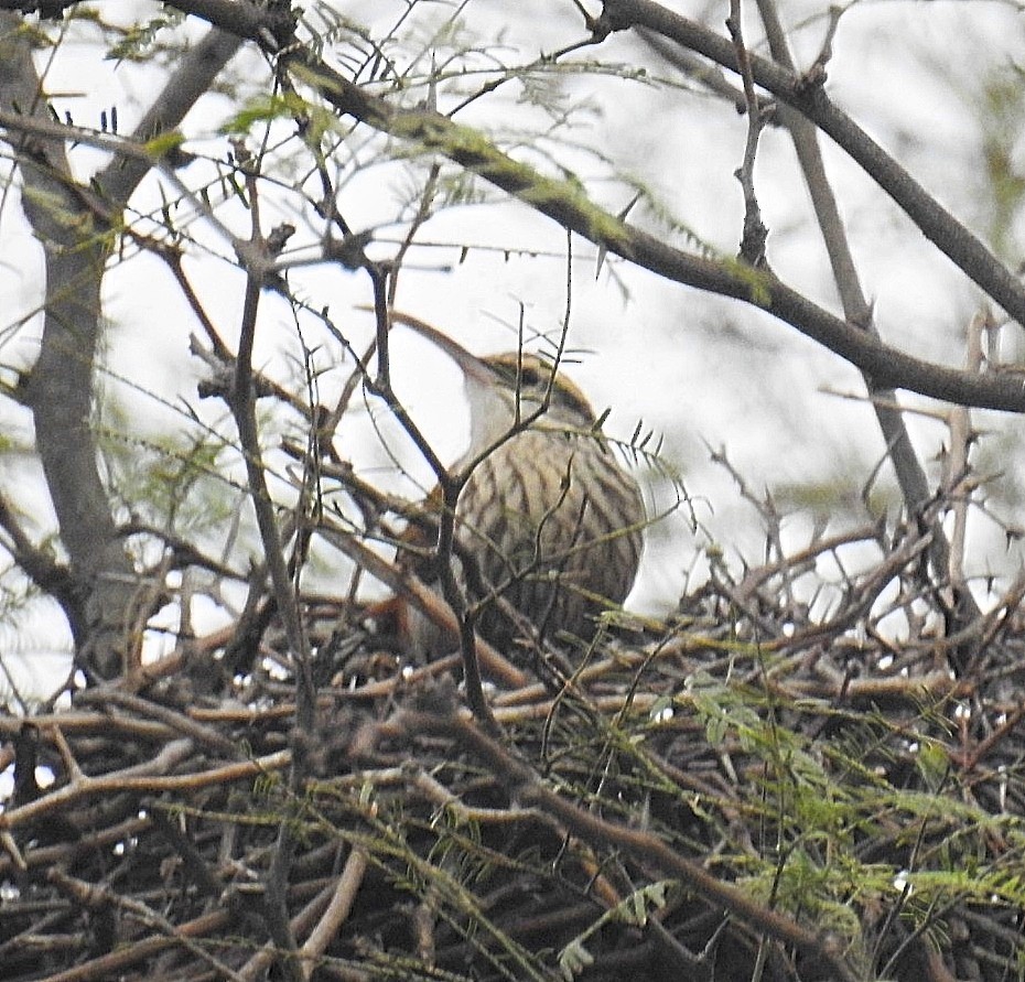 Narrow-billed Woodcreeper - ML620788422