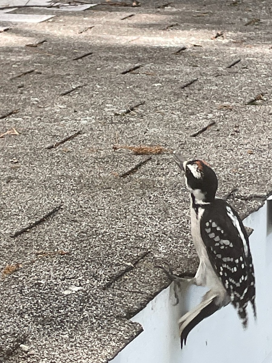 Hairy Woodpecker - ML620788423