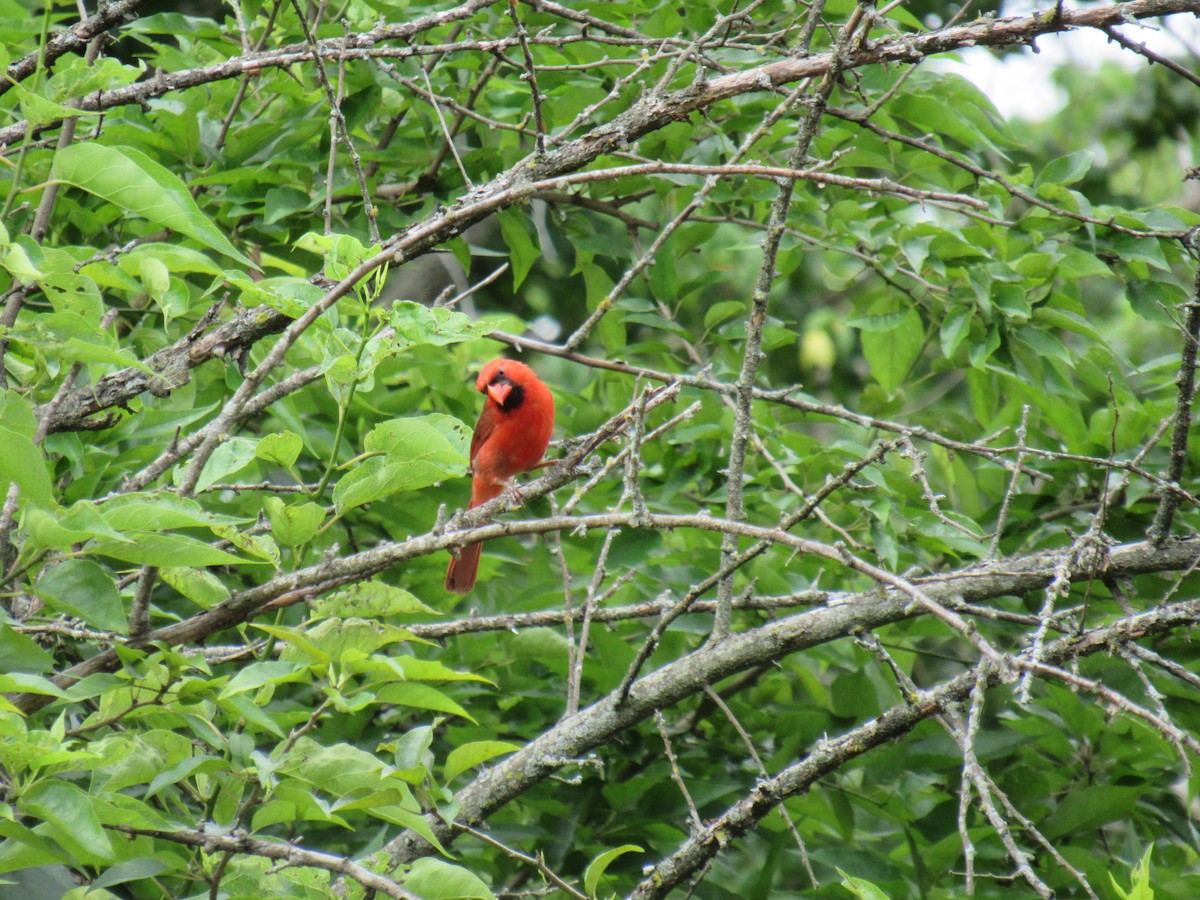 Northern Cardinal - ML620788425