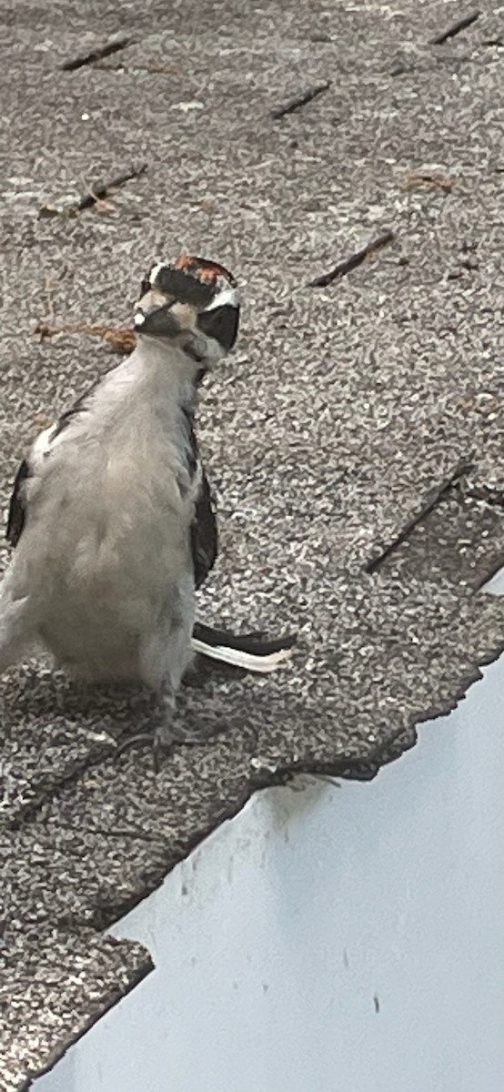 Hairy Woodpecker - ML620788426