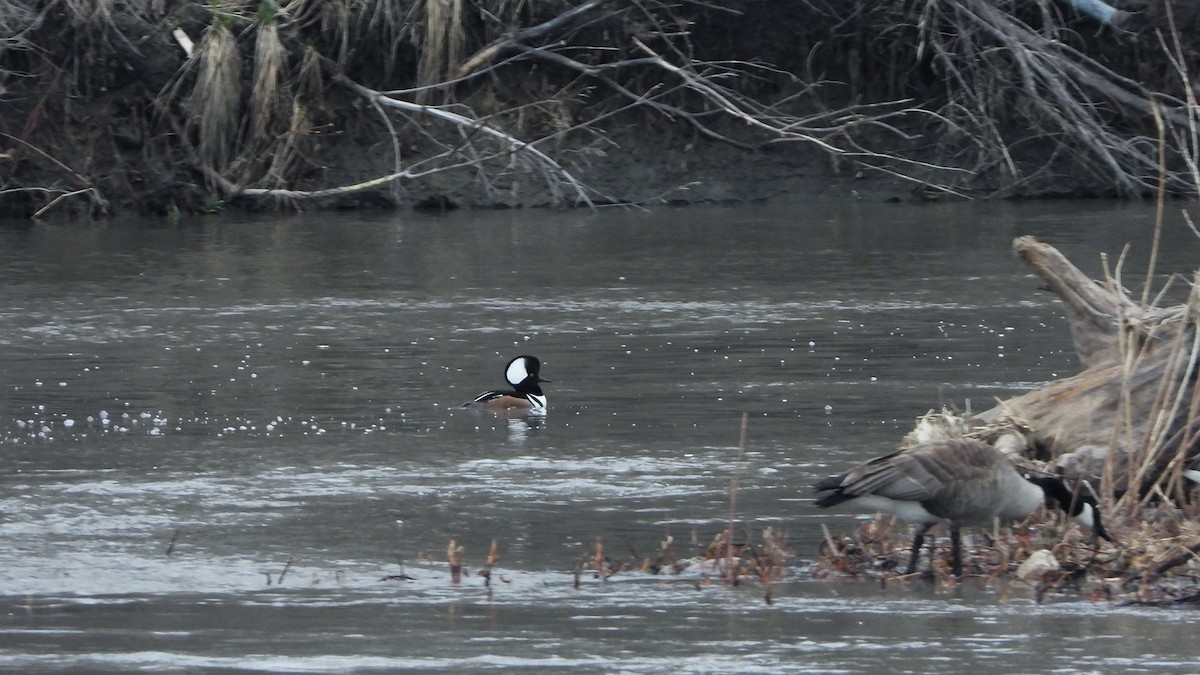 Hooded Merganser - ML620788429