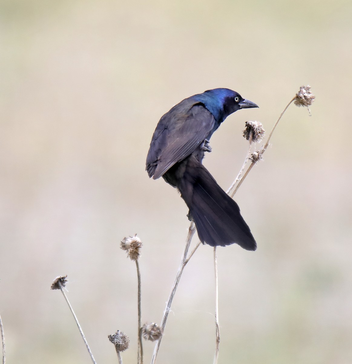 Common Grackle - ML620788430