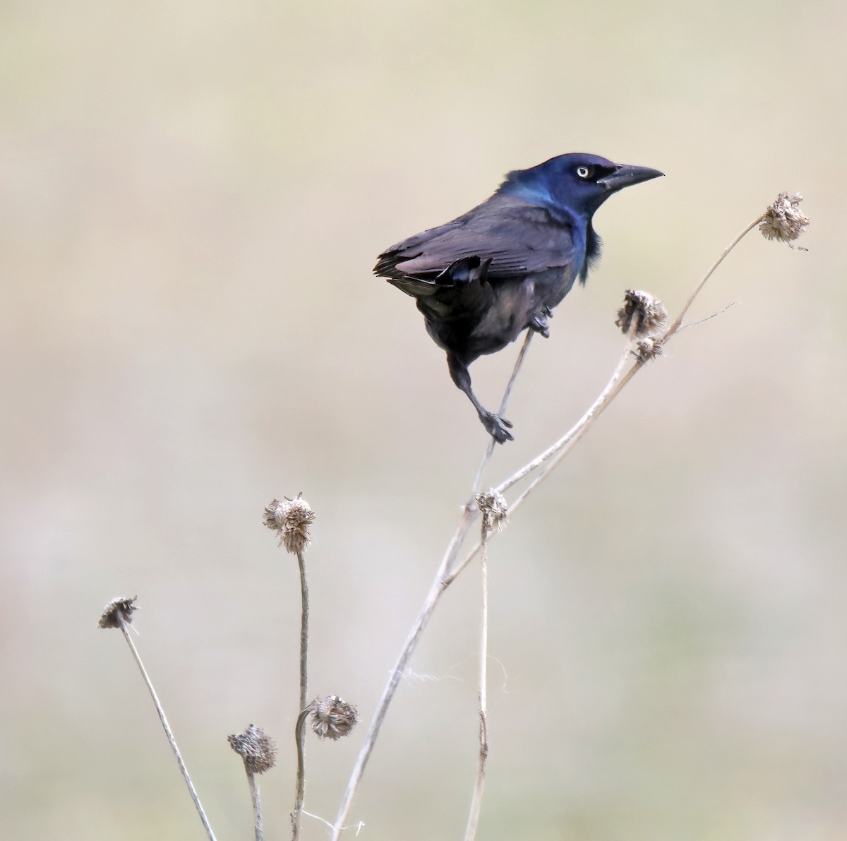 Common Grackle - ML620788431