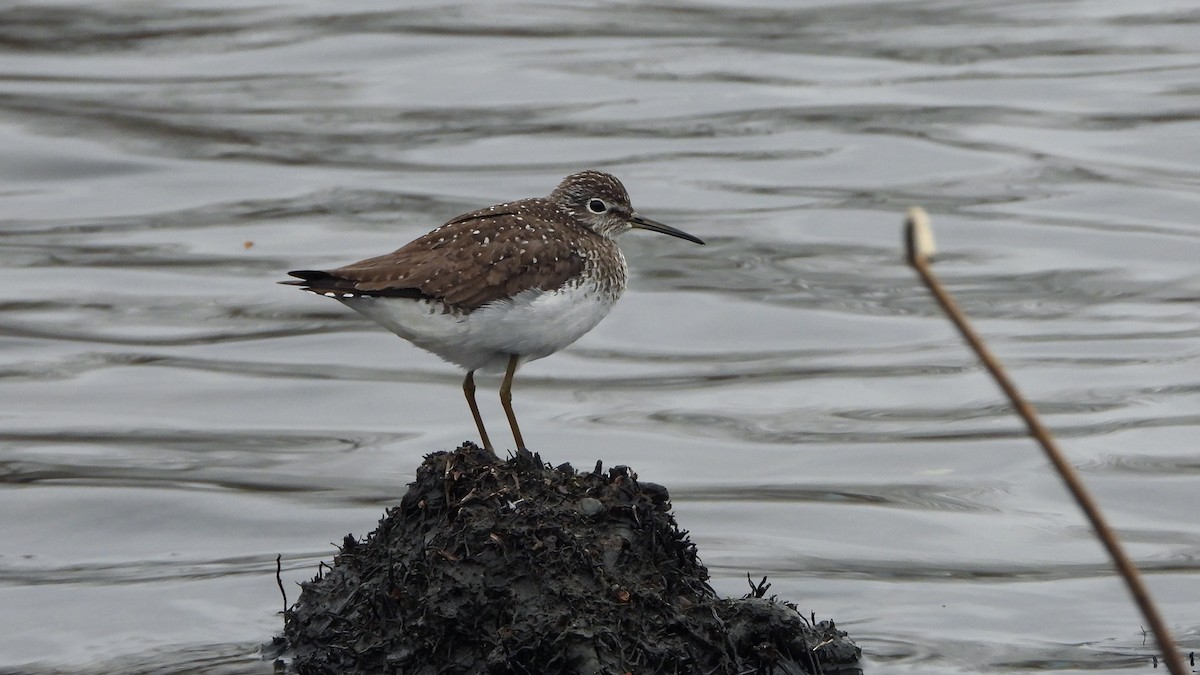 Solitary Sandpiper - ML620788437