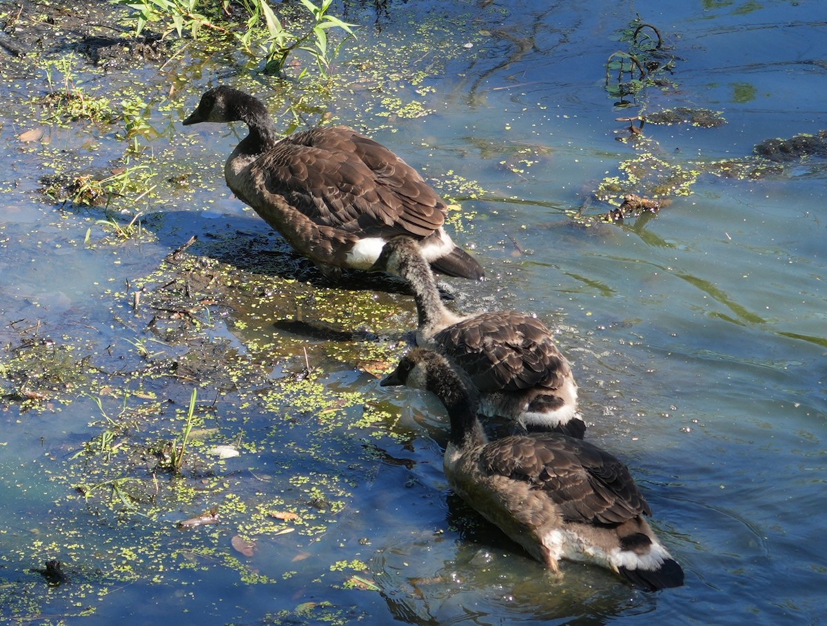 Canada Goose - ML620788438