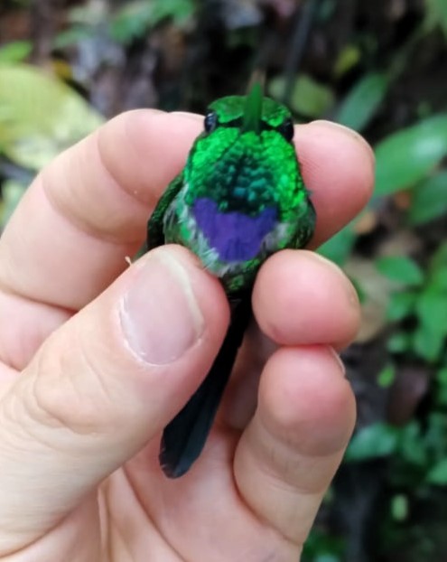 Purple-bibbed Whitetip - ML620788444