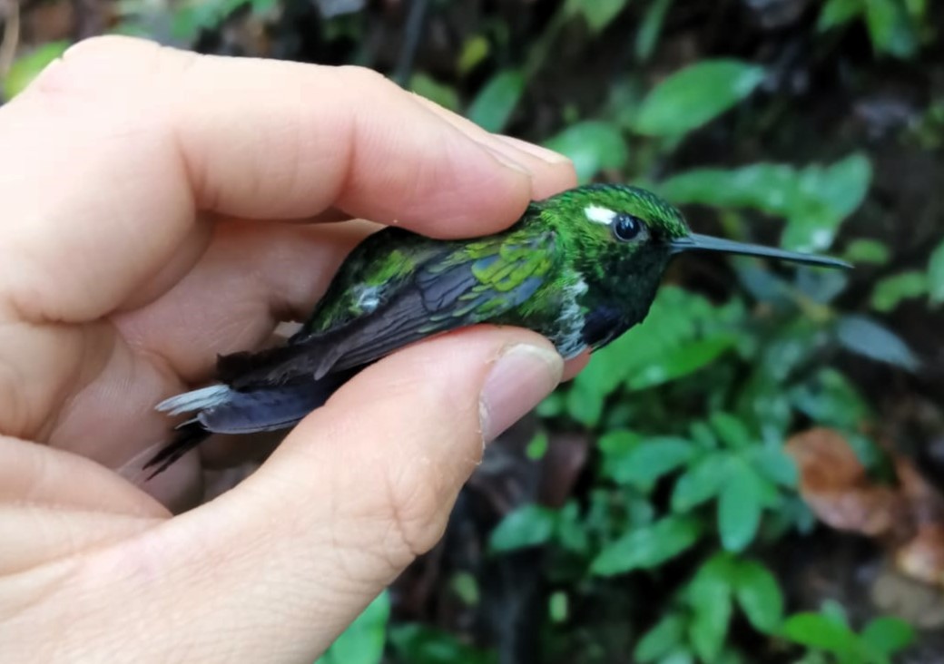 Purple-bibbed Whitetip - ML620788445