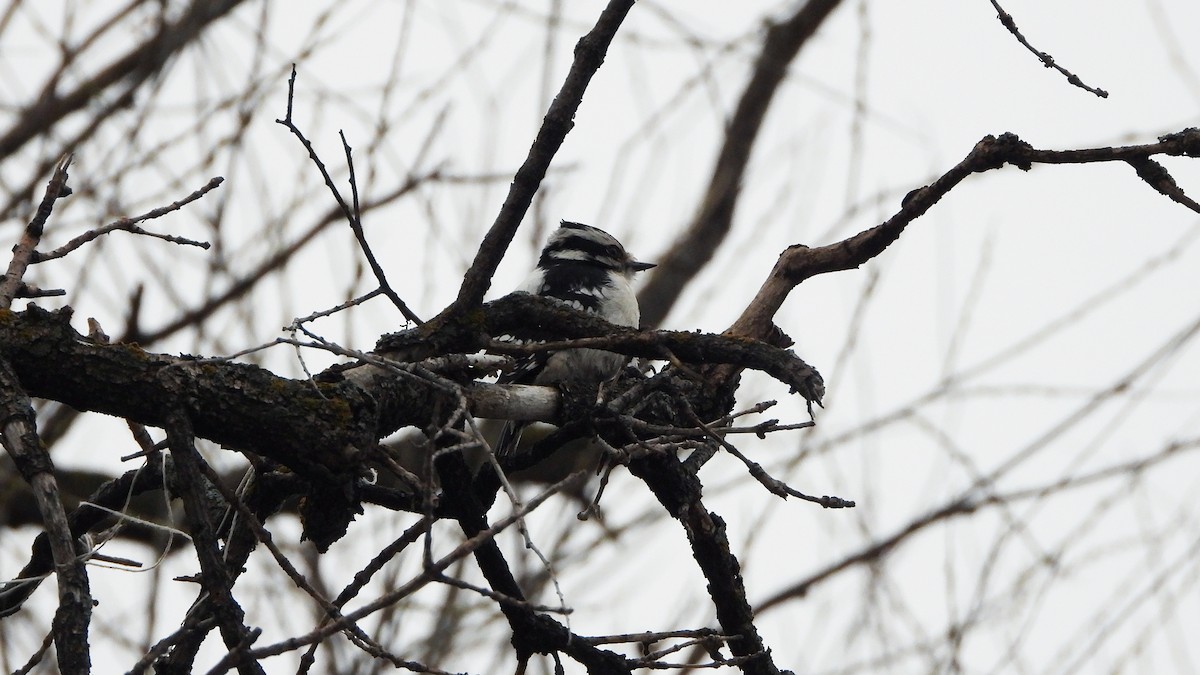 Downy Woodpecker - ML620788447