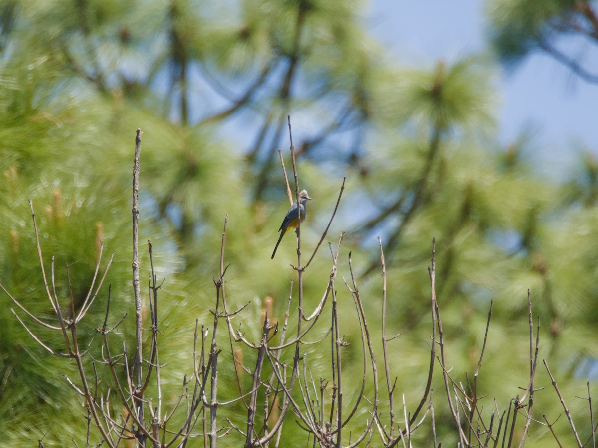 Gray Silky-flycatcher - ML620788449