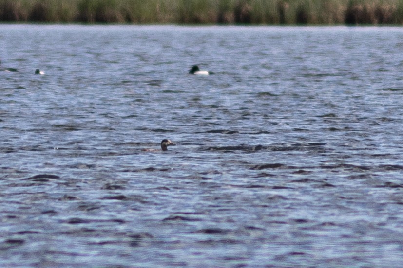 Black Scoter - Justin Saunders