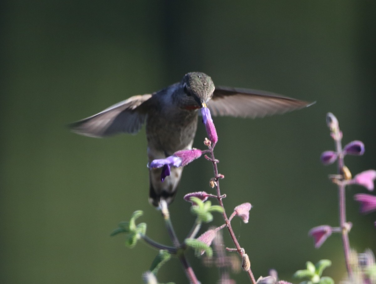 hummingbird sp. - ML620788452