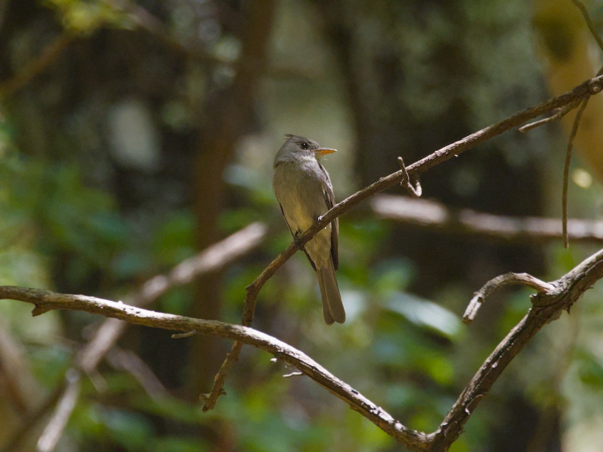 Greater Pewee - ML620788464