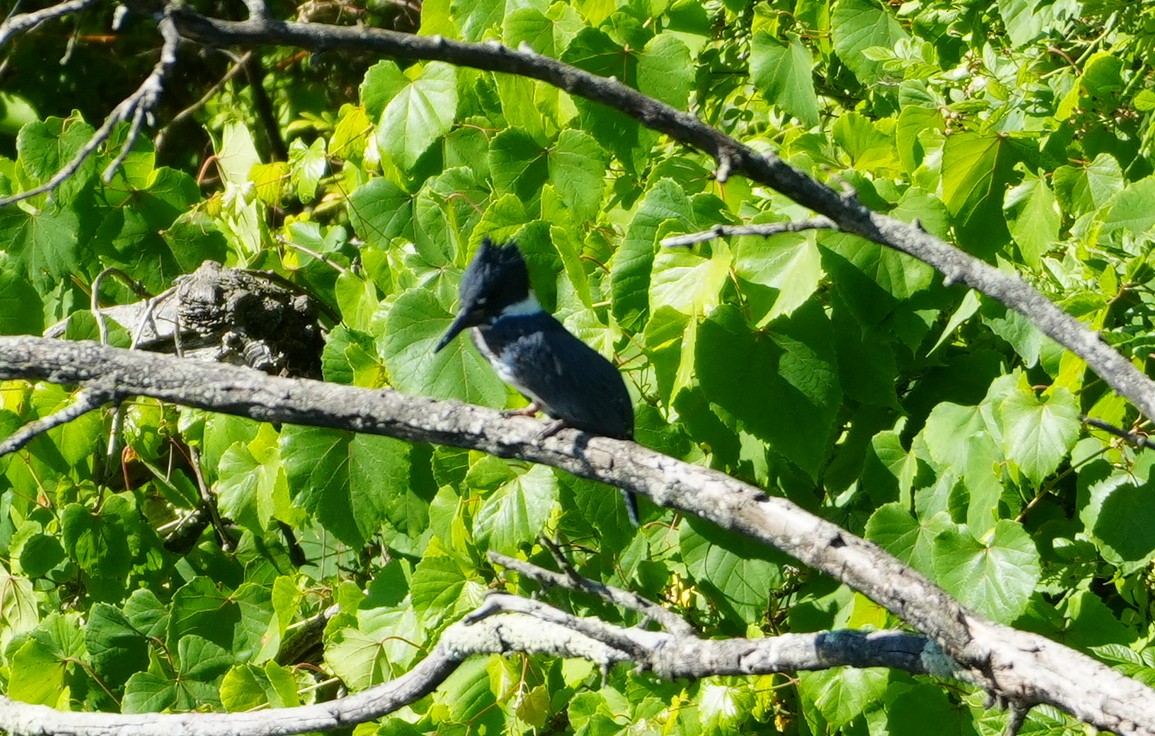 Belted Kingfisher - ML620788470