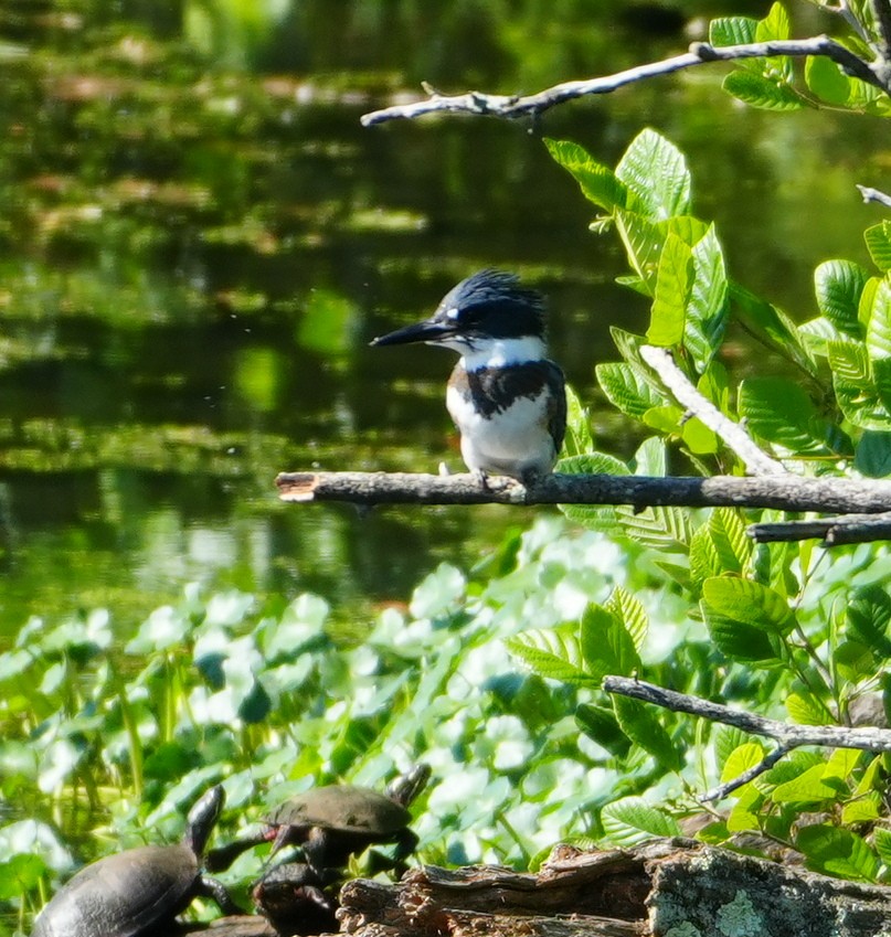 Belted Kingfisher - ML620788471