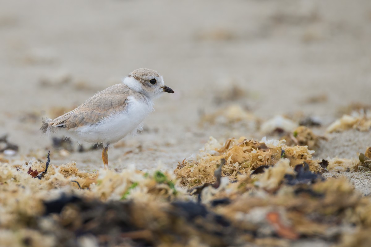 Piping Plover - ML620788480