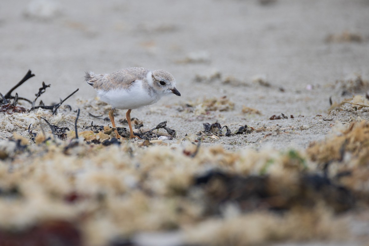 Piping Plover - ML620788481