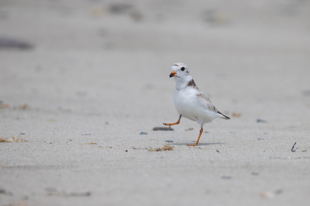 Piping Plover - ML620788482