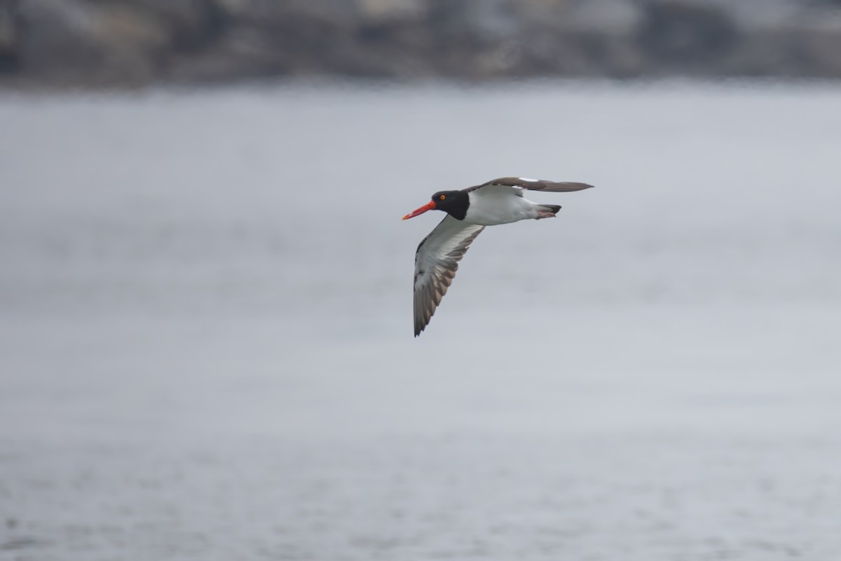 American Oystercatcher - ML620788483