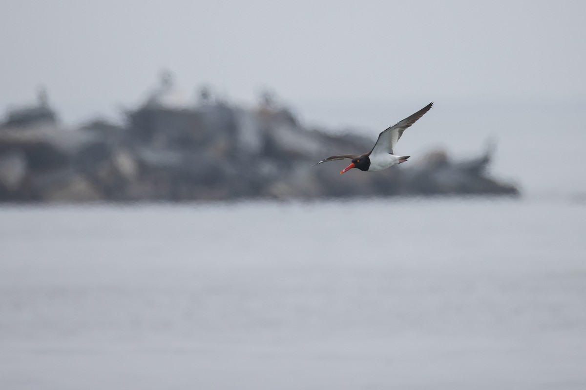 American Oystercatcher - ML620788485