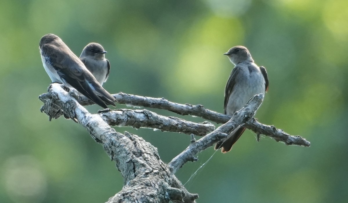 Golondrina Aserrada - ML620788488