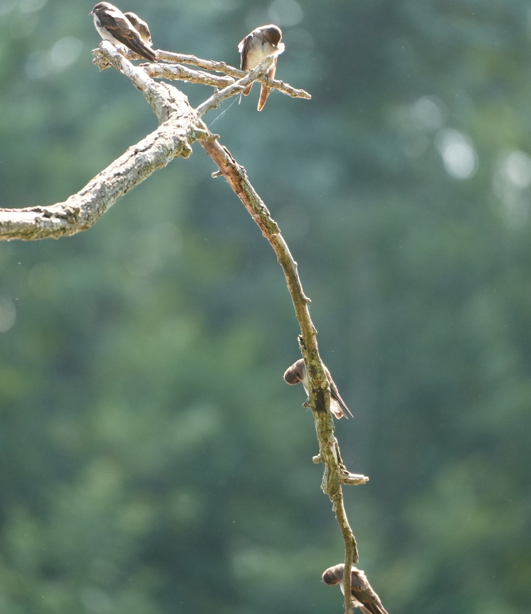 Northern Rough-winged Swallow - ML620788489