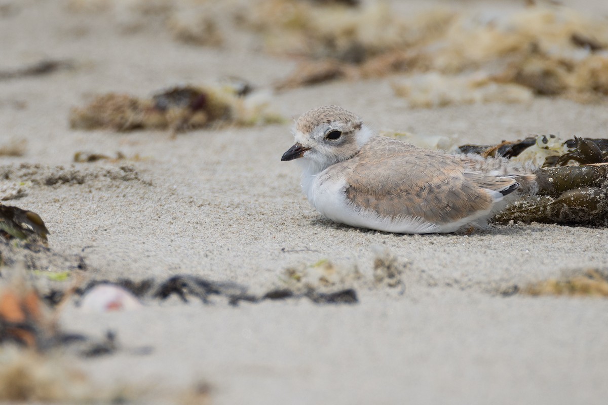 Piping Plover - ML620788492
