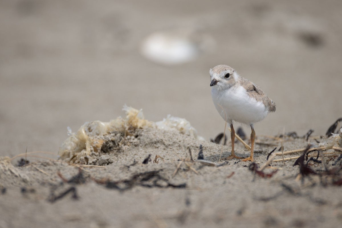 Piping Plover - ML620788493