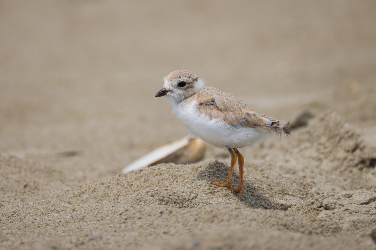 Piping Plover - ML620788494