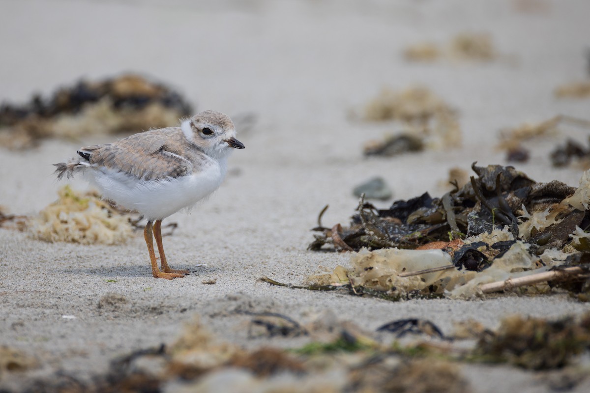 Piping Plover - ML620788496