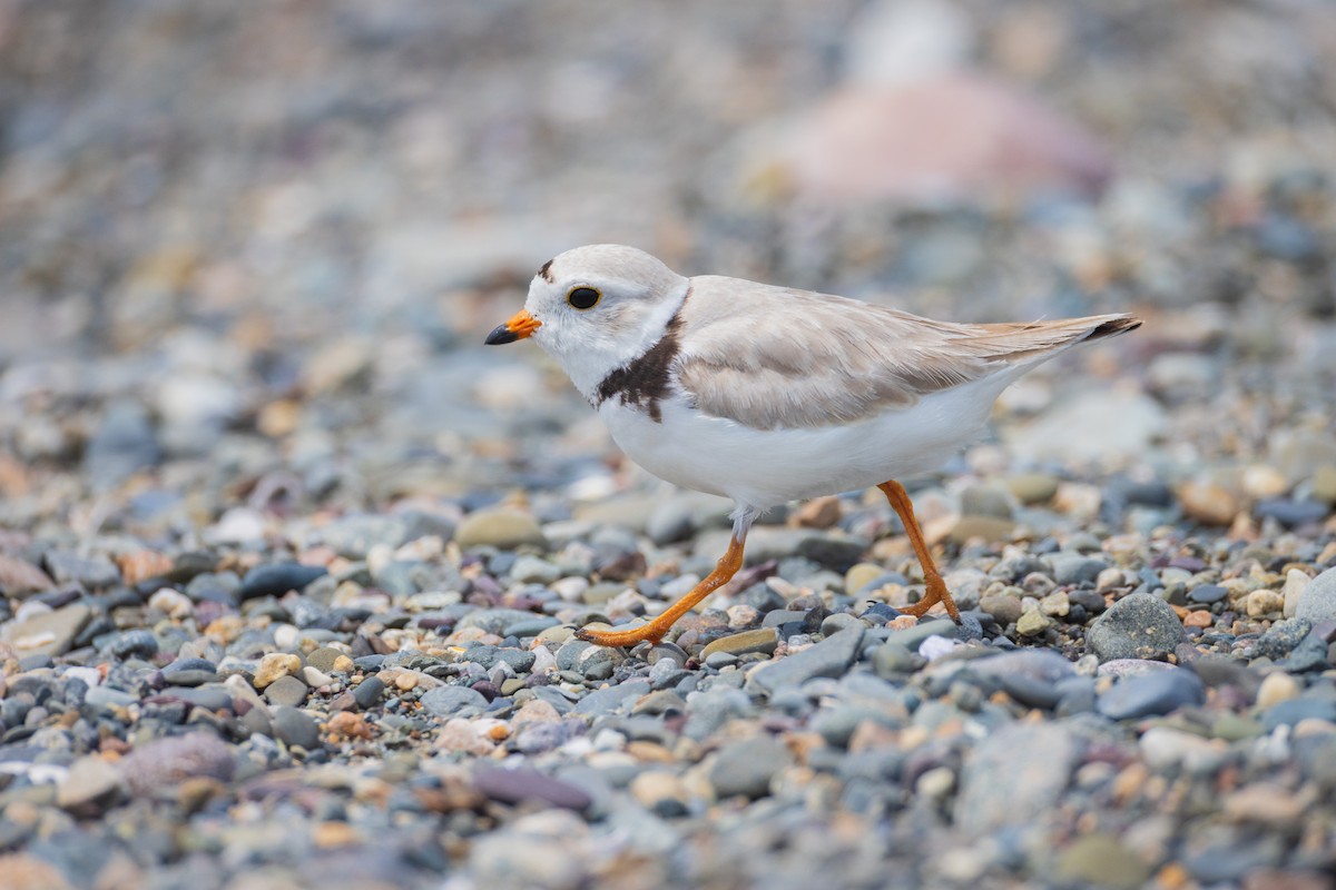 Piping Plover - ML620788497