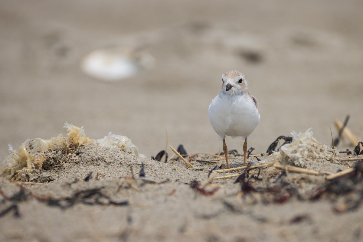 Piping Plover - ML620788498