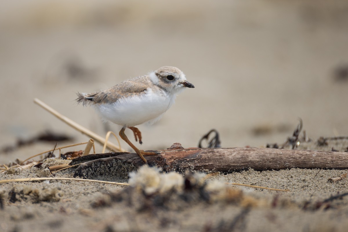Piping Plover - ML620788499
