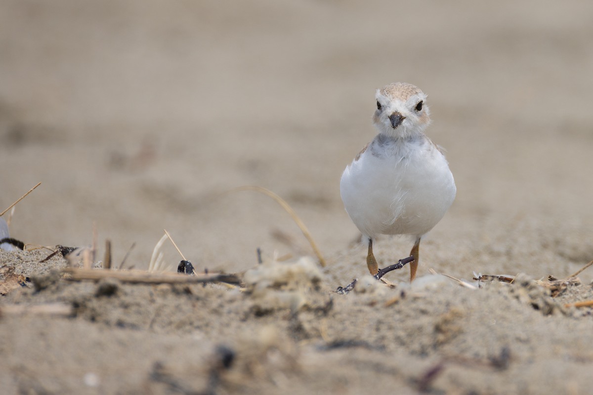 Piping Plover - ML620788500