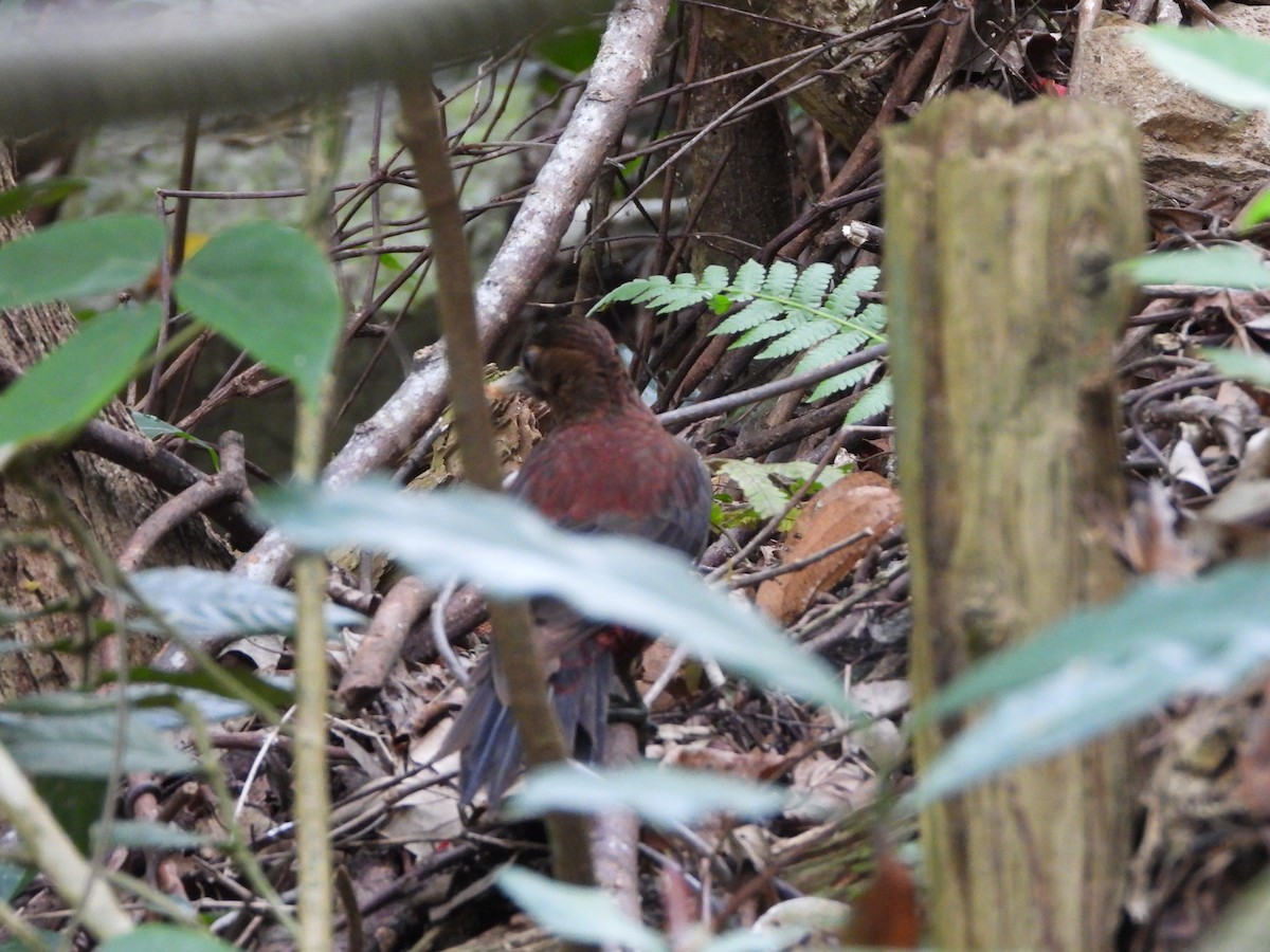 Okinawa Woodpecker - 承恩 (Cheng-En) 謝 (HSIEH)