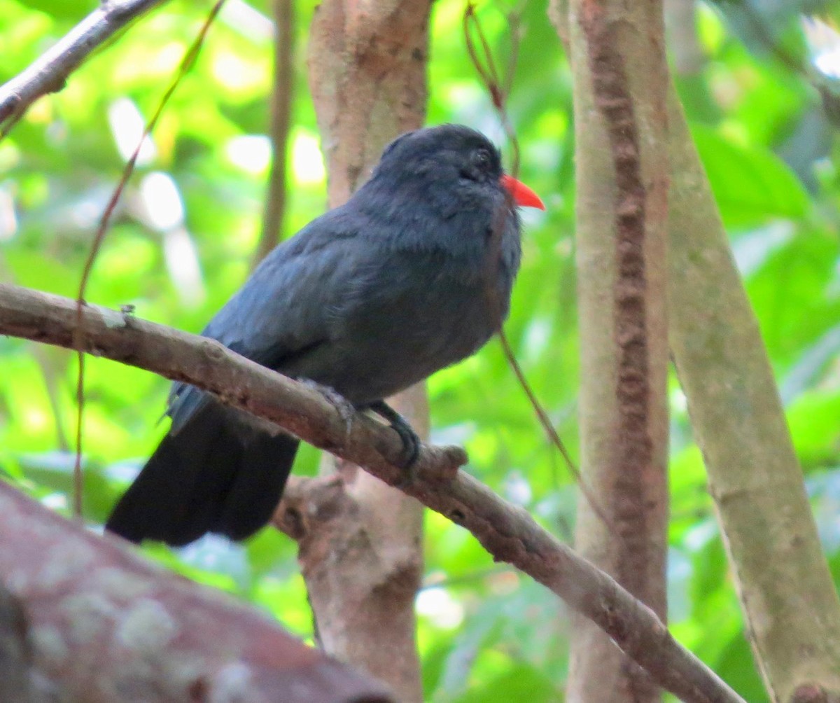 Black-fronted Nunbird - Franco Diego Tarazona Ochoa