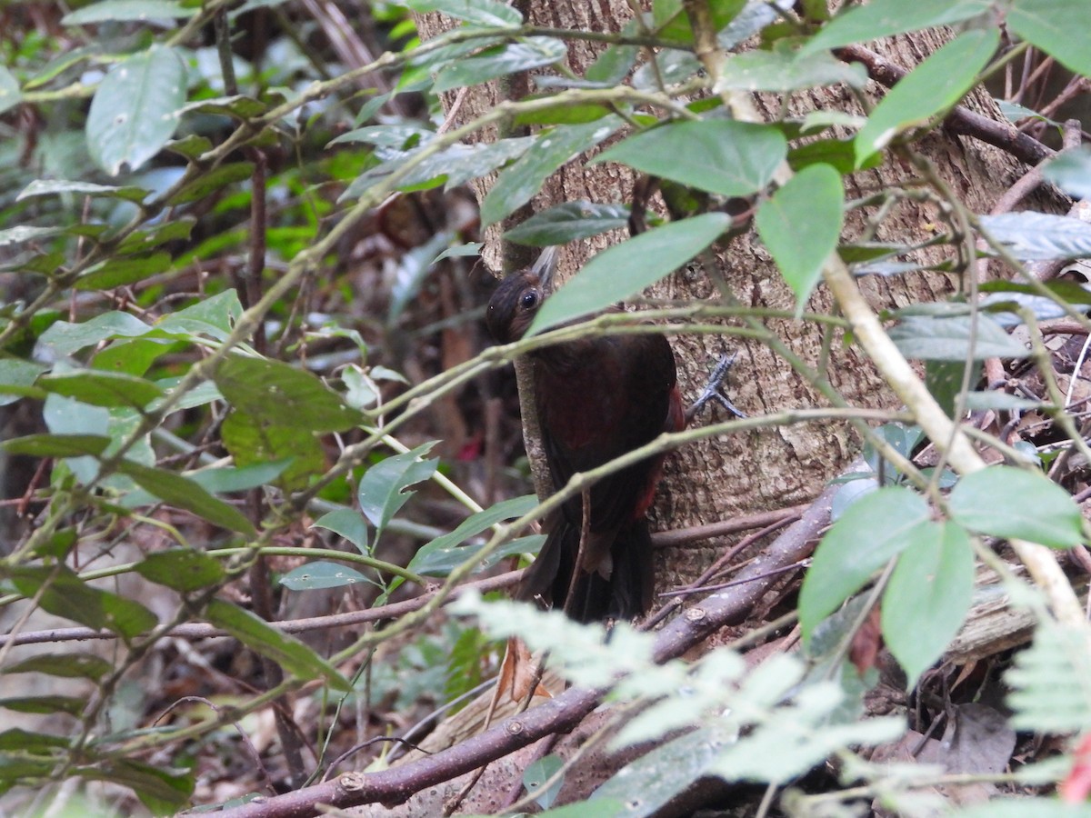 Okinawa Woodpecker - ML620788505