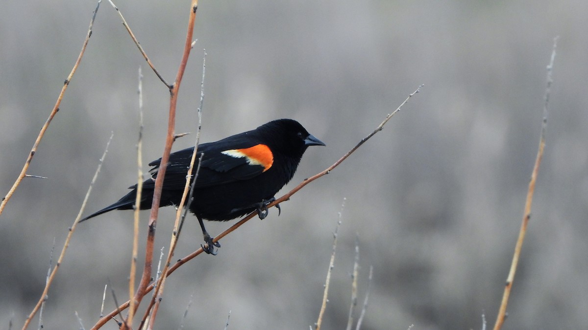 Red-winged Blackbird - ML620788511