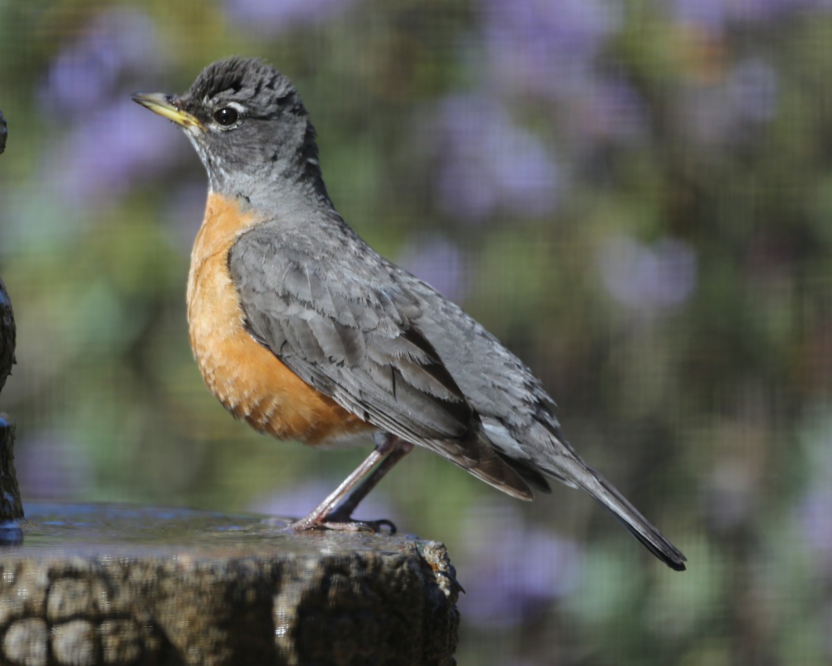 American Robin - ML620788512