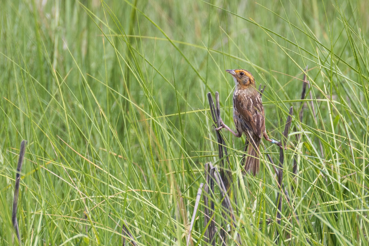 Bruant à queue aiguë - ML620788513