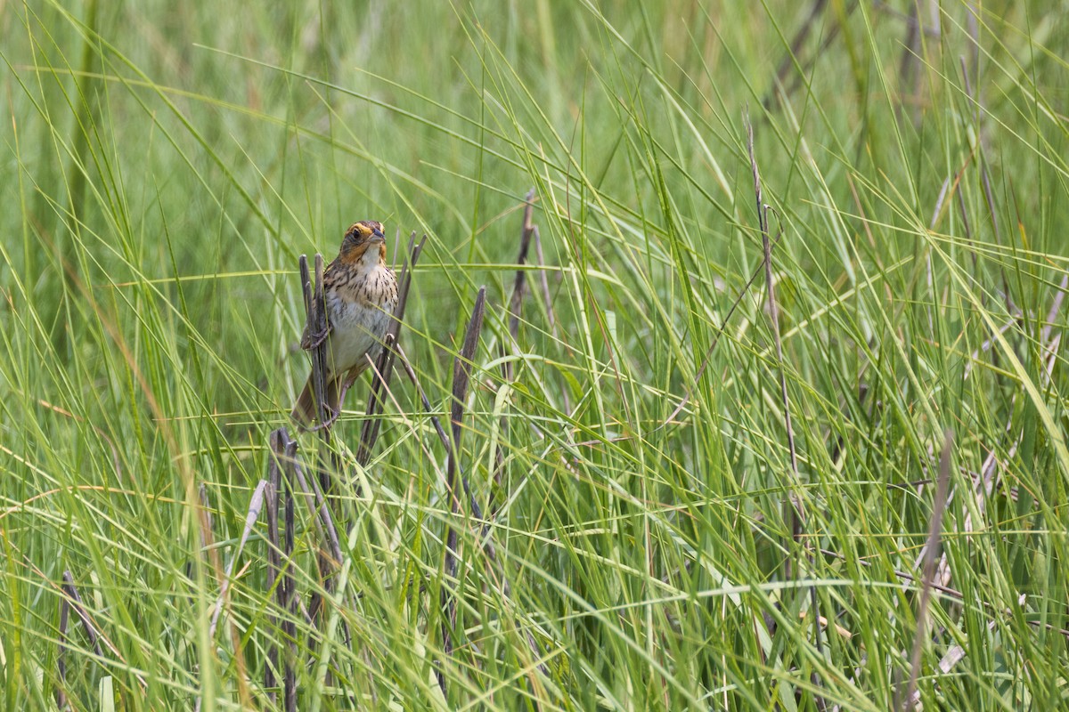 Bruant à queue aiguë - ML620788514