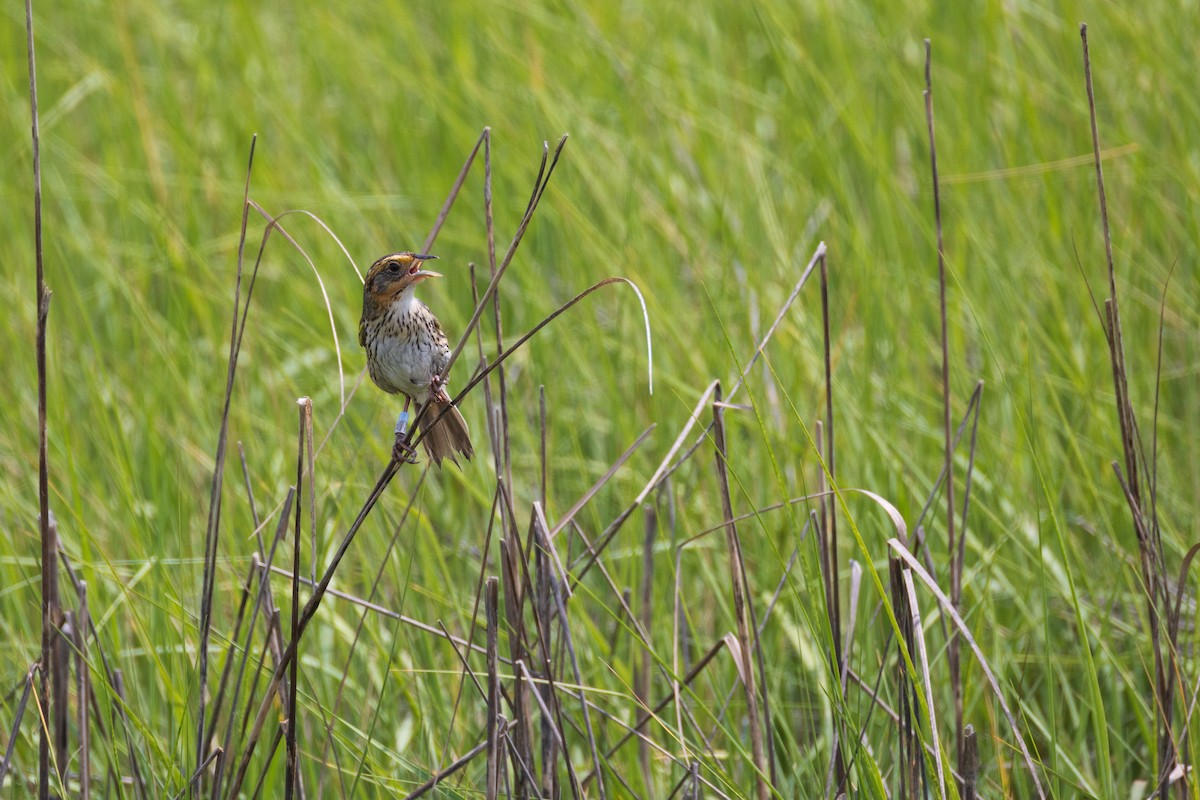 Saltmarsh Sparrow - Harris Stein