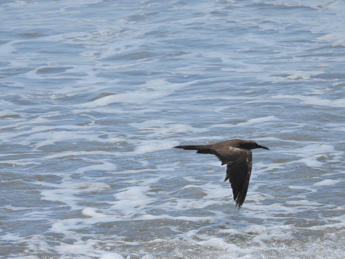 Brown Noddy - ML620788516